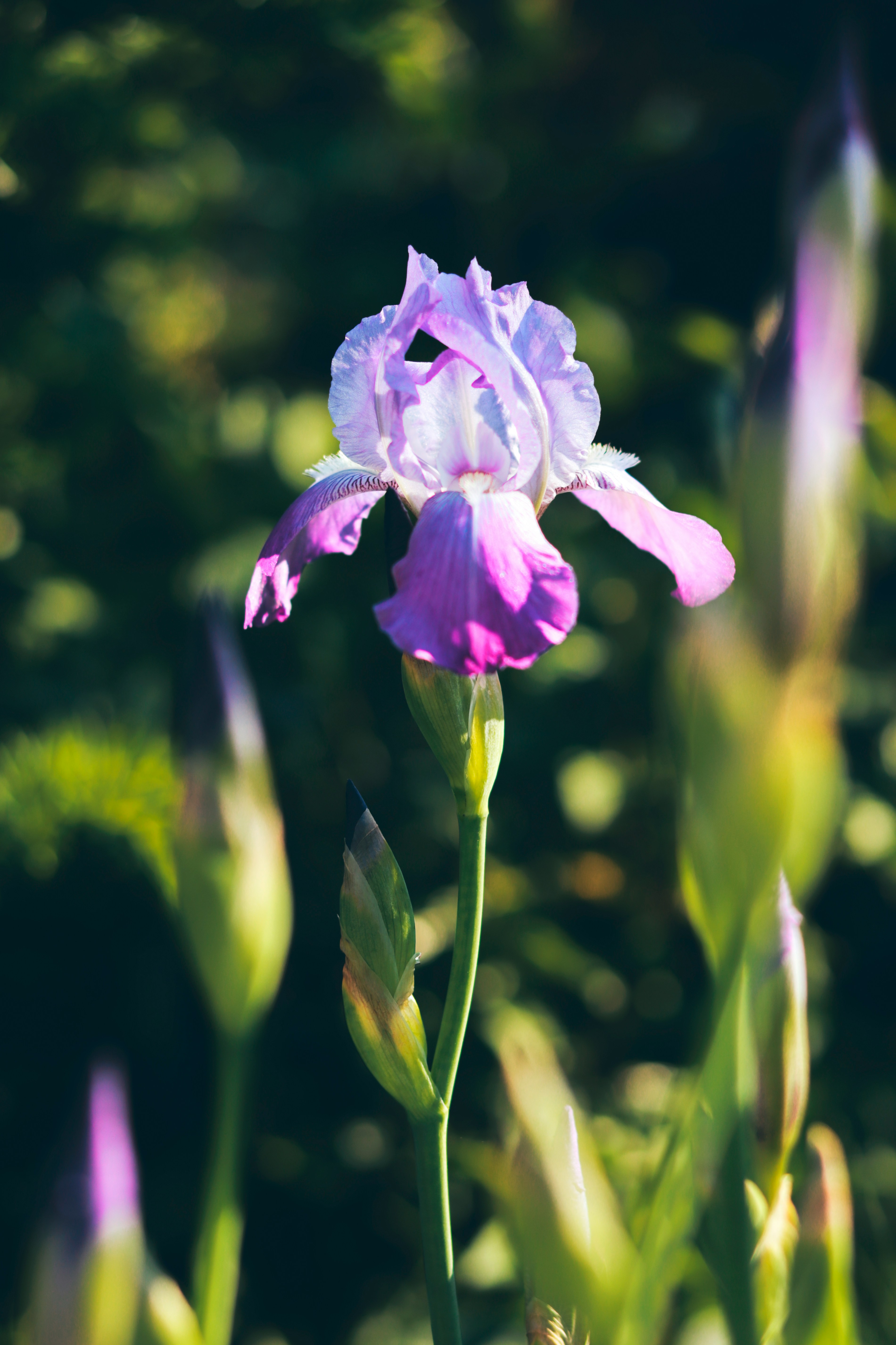 Iris flower